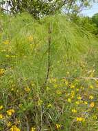 Peucedanum officinale L. resmi