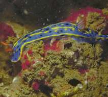 Image de Hypselodoris festiva (A. Adams 1861)