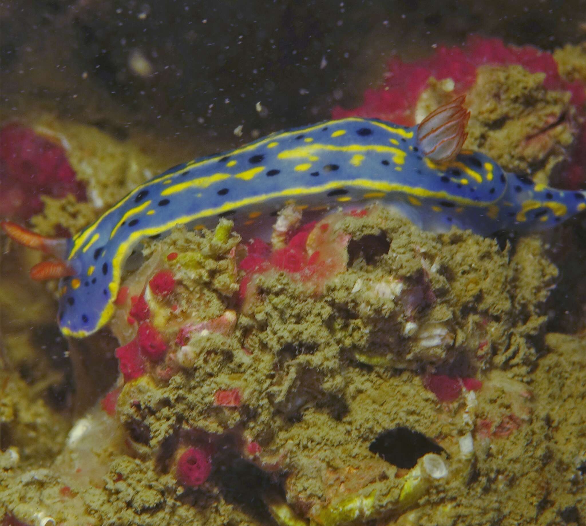 Image de Hypselodoris festiva (A. Adams 1861)