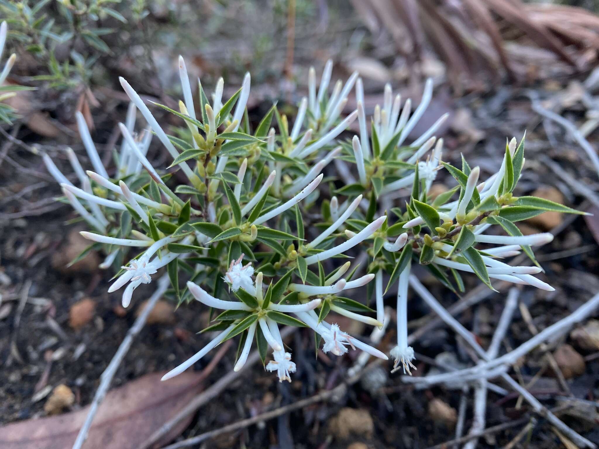 Image de Styphelia tenuiflora Benth.