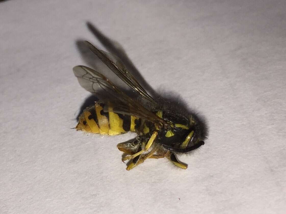 Image of German Wasp