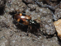 Image of Bembidion (Trepanes) articulatum (Panzer 1796)