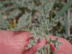 Image of Mt. Hamilton desertparsley