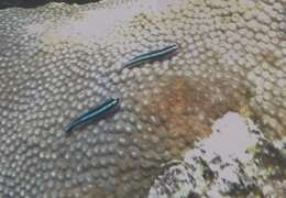 Image of Caribbean neon goby