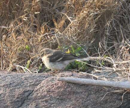 Image of Cape Wagtail