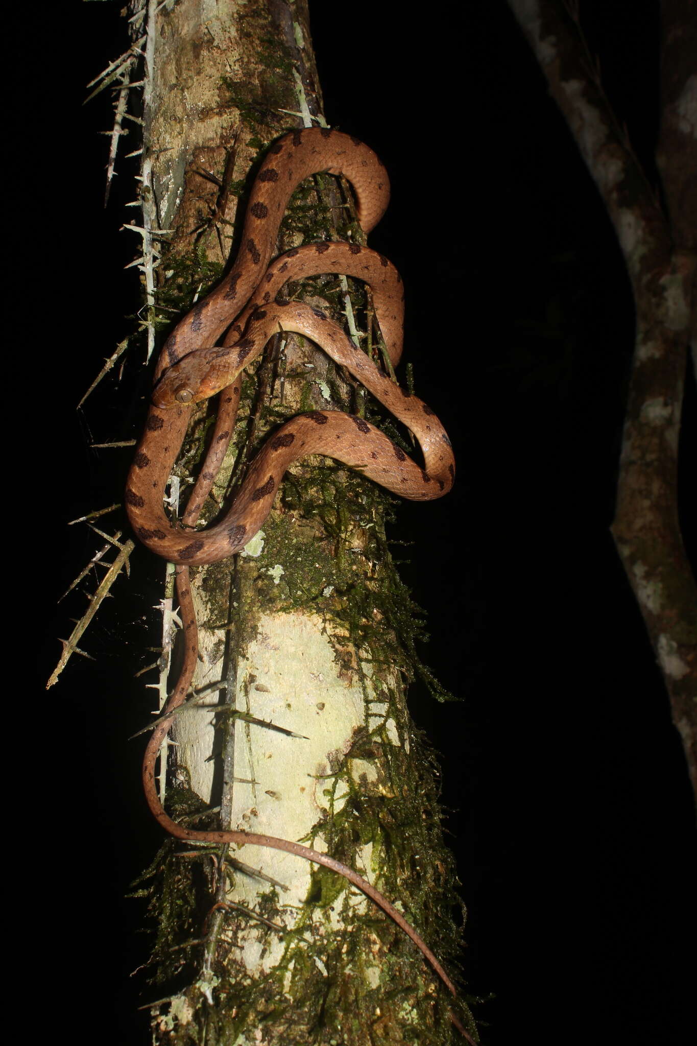 Sivun Leptodeira polysticta Günther 1885 kuva