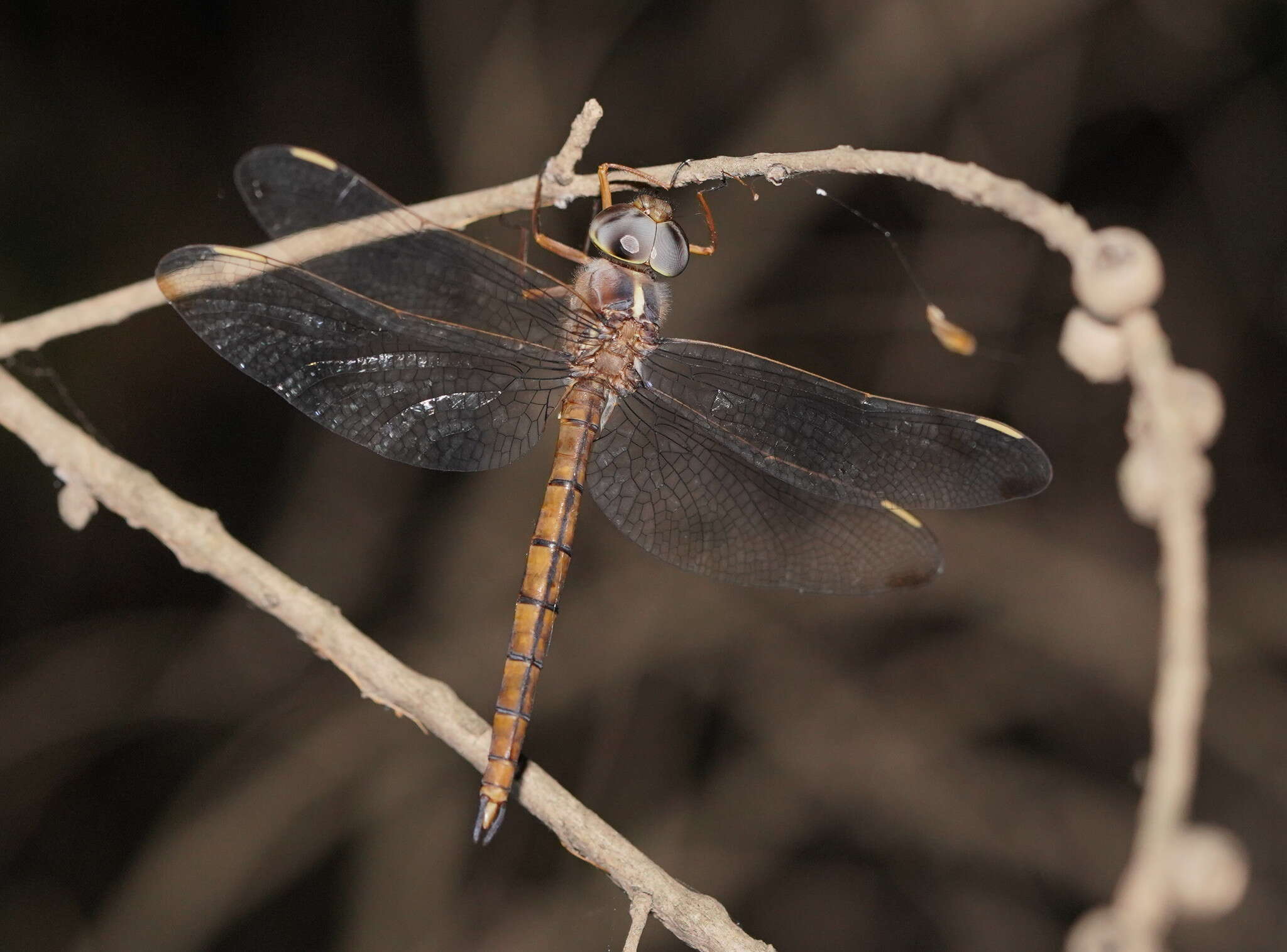 Imagem de Apocordulia macrops Watson 1980