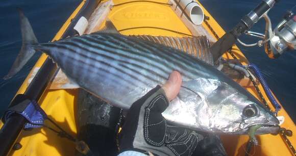 Image of Australian Bonito