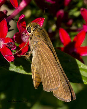 Image of Long-windged Skipper