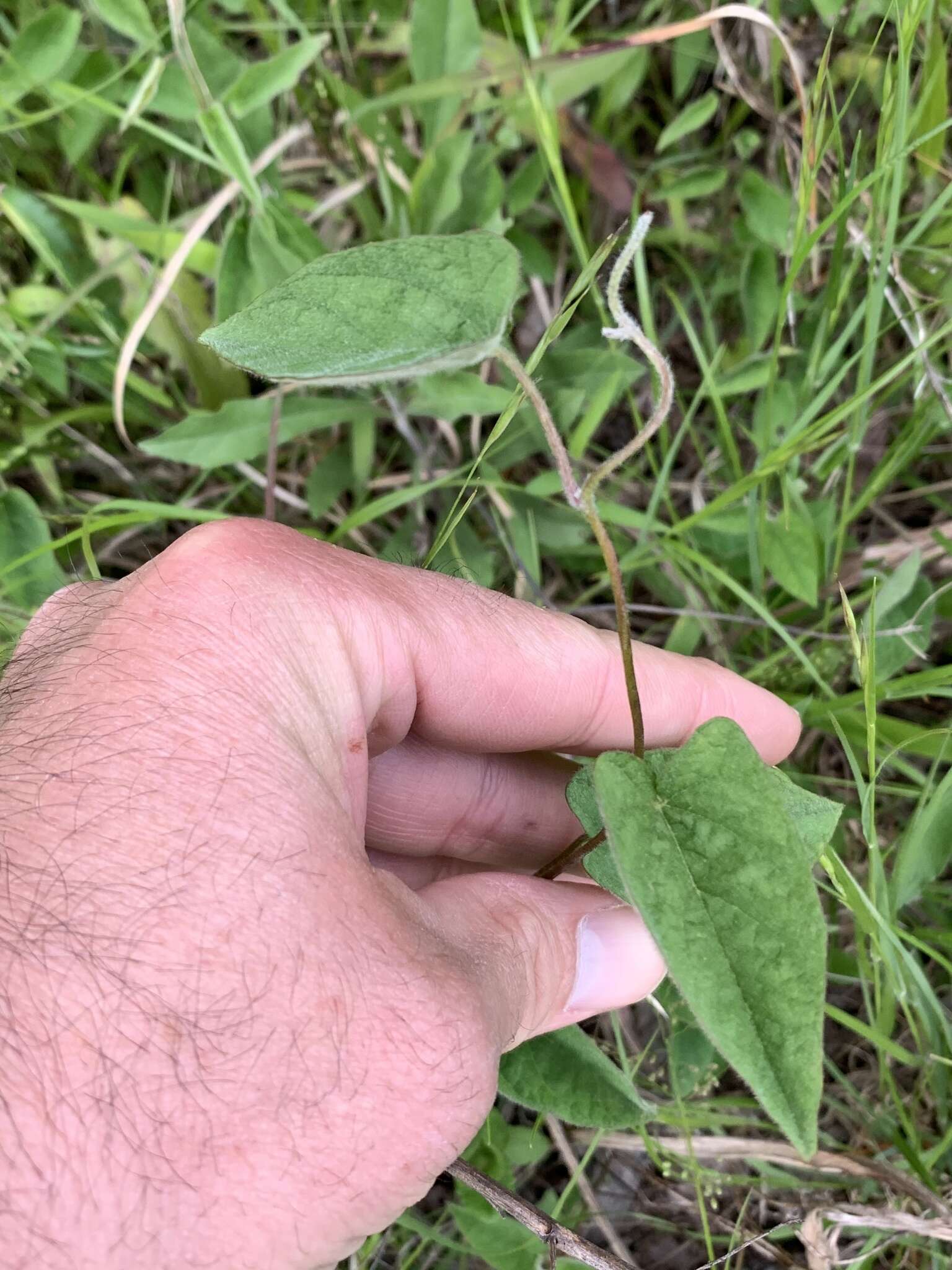 Image of Catesby's false bindweed