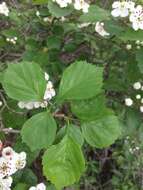 Plancia ëd Crataegus suborbiculata Sarg.