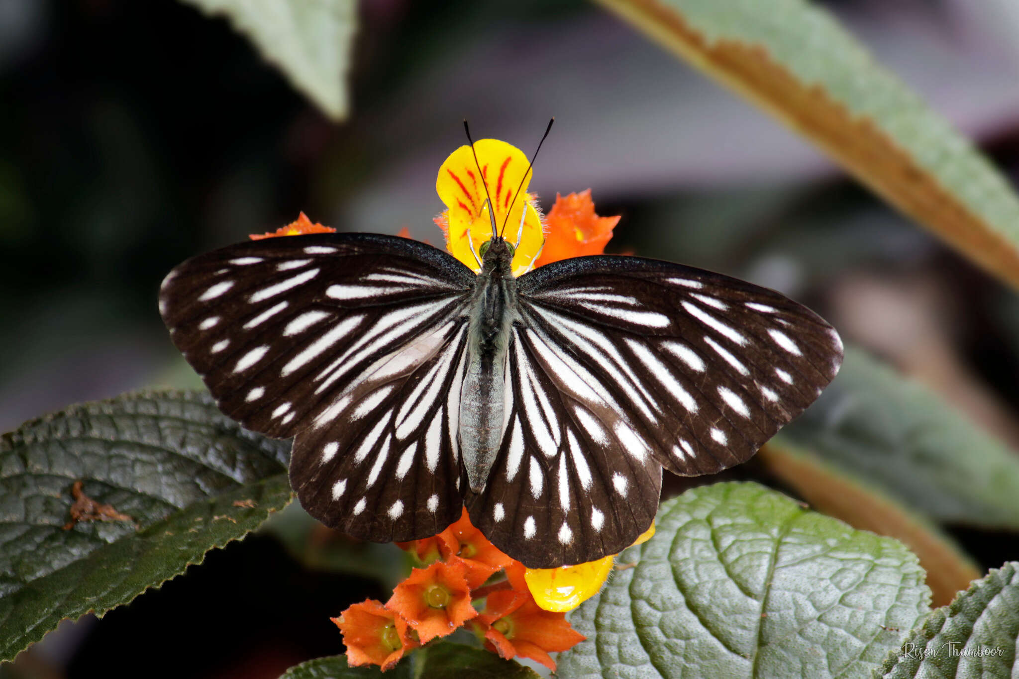 Image of Pareronia ceylanica (Felder & Felder (1865))