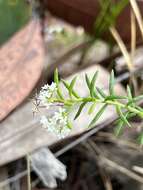 Platysace ericoides (Sieb. ex DC.) C. Norman resmi