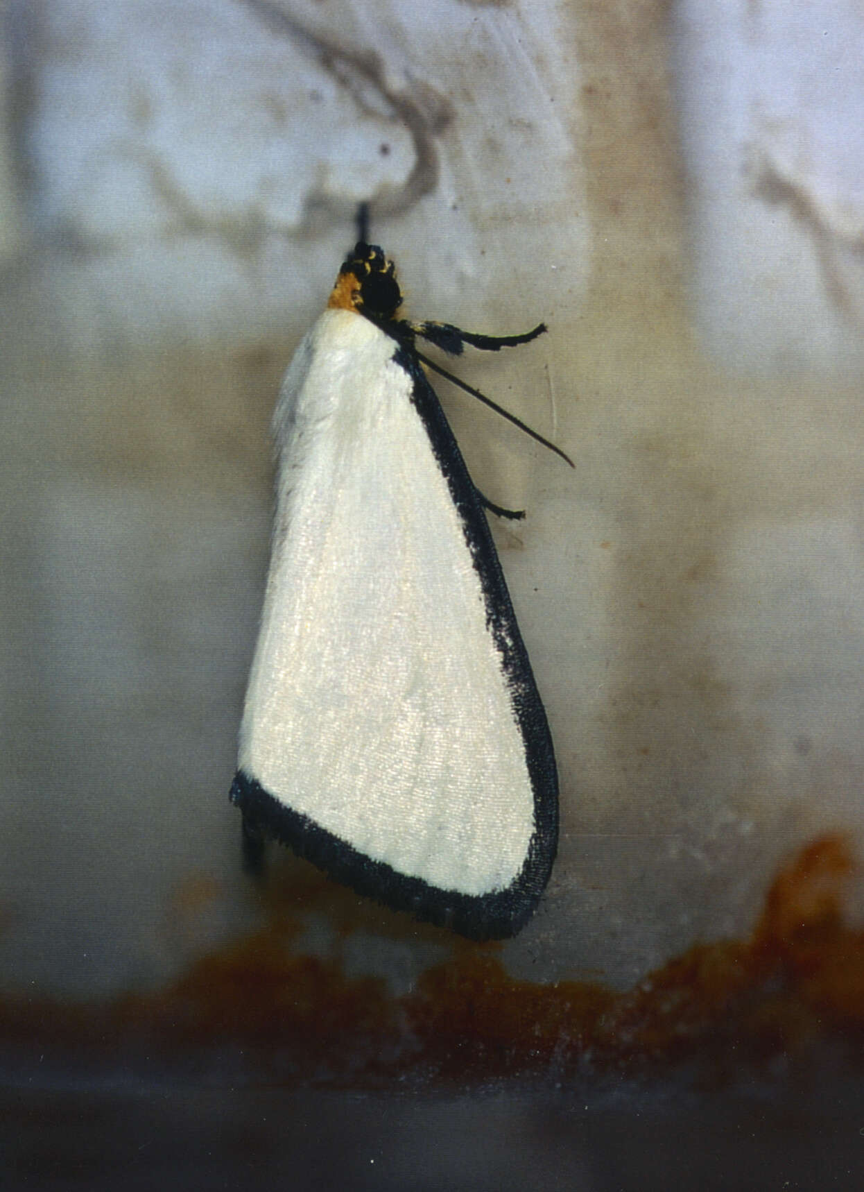 Image of Leucovis alba Rothschild 1897