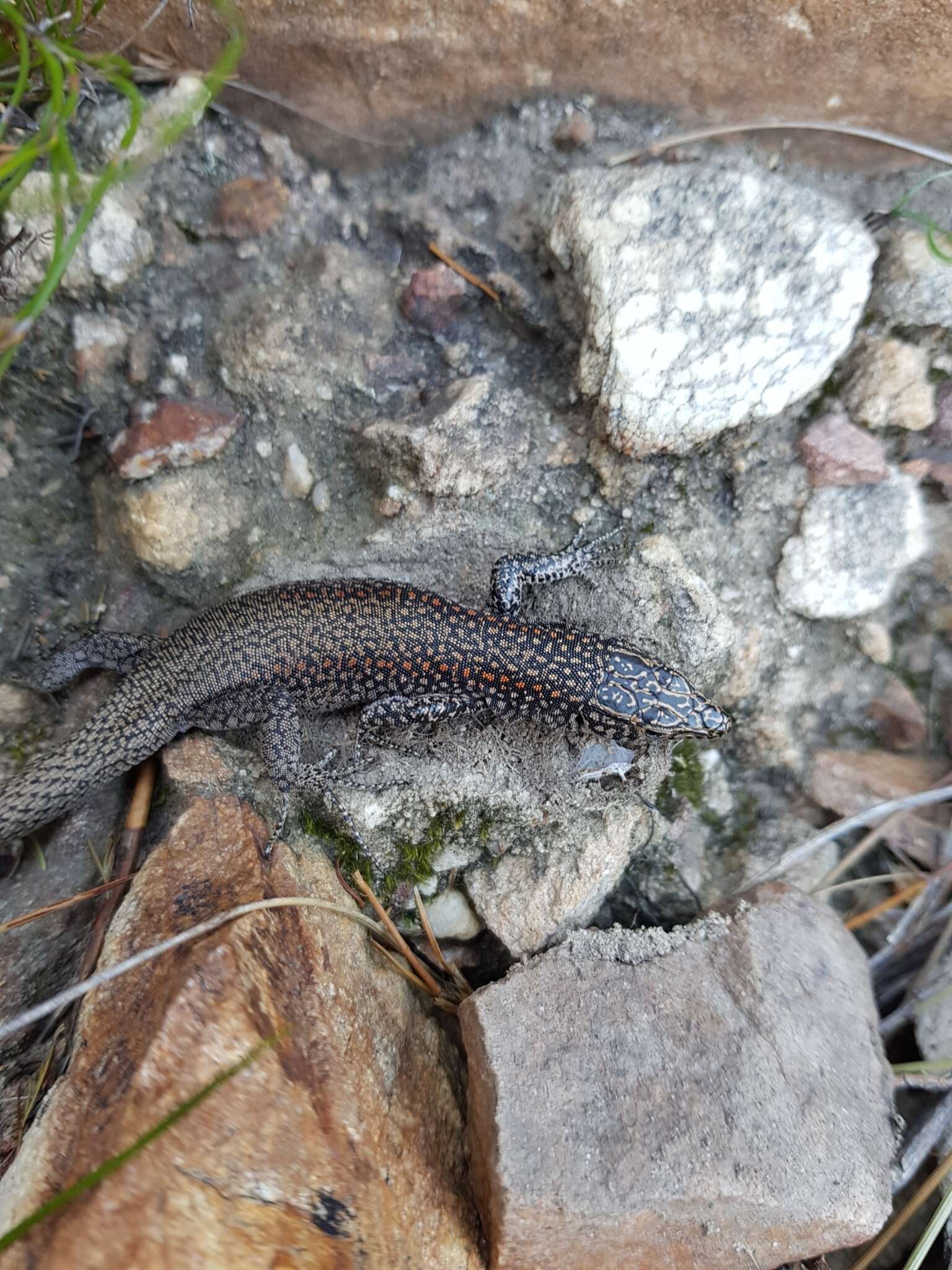 Image of Southern Rock Lizard