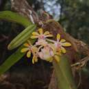 Imagem de Gastrochilus flabelliformis (Blatt. & McCann) C. J. Saldanha