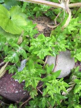 Image of stringy stonecrop