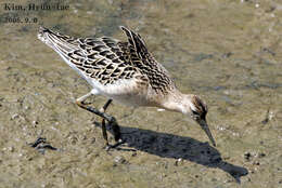 Image of Ruff