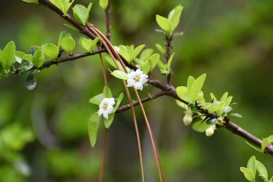 Image of Randia chiapensis Standl.