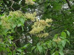 Image of Amur lilac