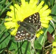 Image of Grizzled skipper