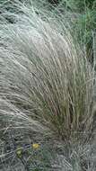 Image of silver tussock