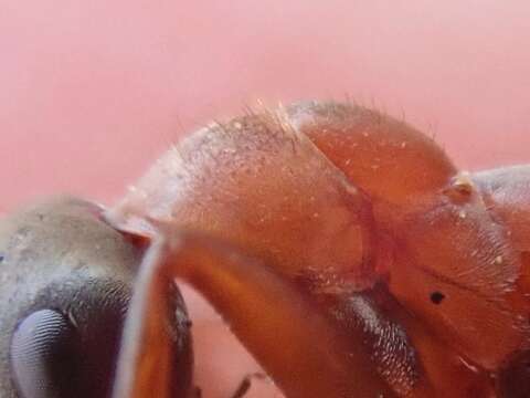 Image of Red-barbed ant