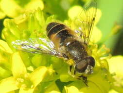 Image of Syrphid fly