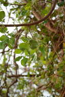 Image of False marula