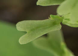 Image de Neottia veltmanii (Case) Baumbach