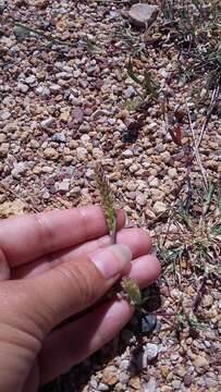 Image of stalked bur grass