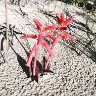 Image of Lachenalia punctata Jacq.