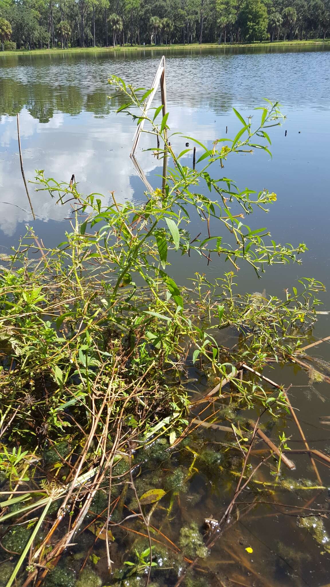 Imagem de Ludwigia leptocarpa (Nutt.) Hara