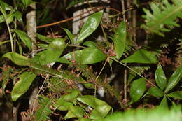 Image of Dypsis nodifera Mart.