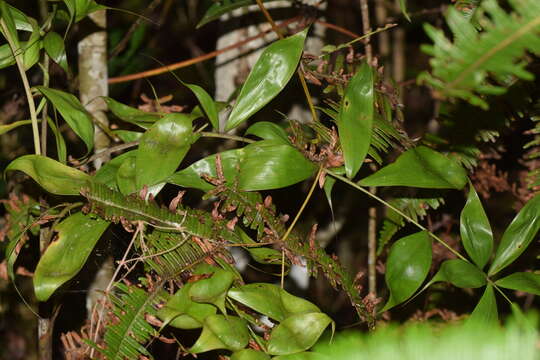 Image of Dypsis nodifera Mart.