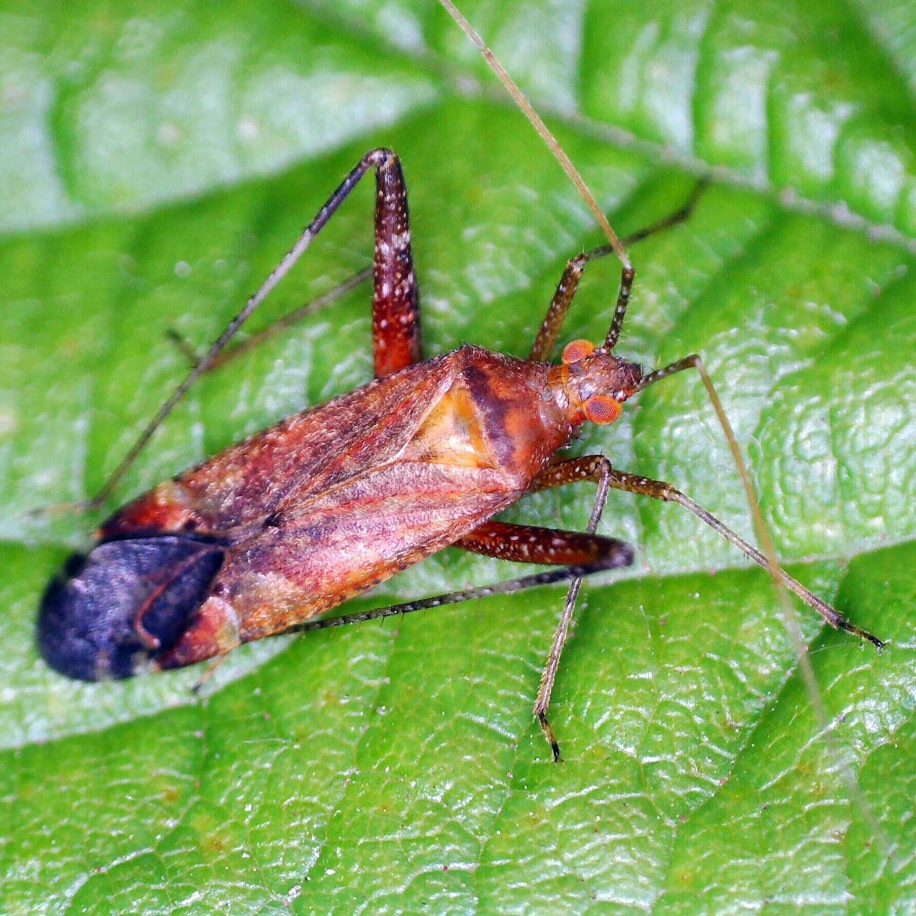 Image of Phytocoris ulmi (Linnaeus 1758)