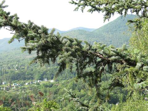 Imagem de Picea koraiensis Nakai