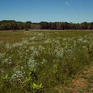 Plancia ëd Psoralea argophylla Pursh