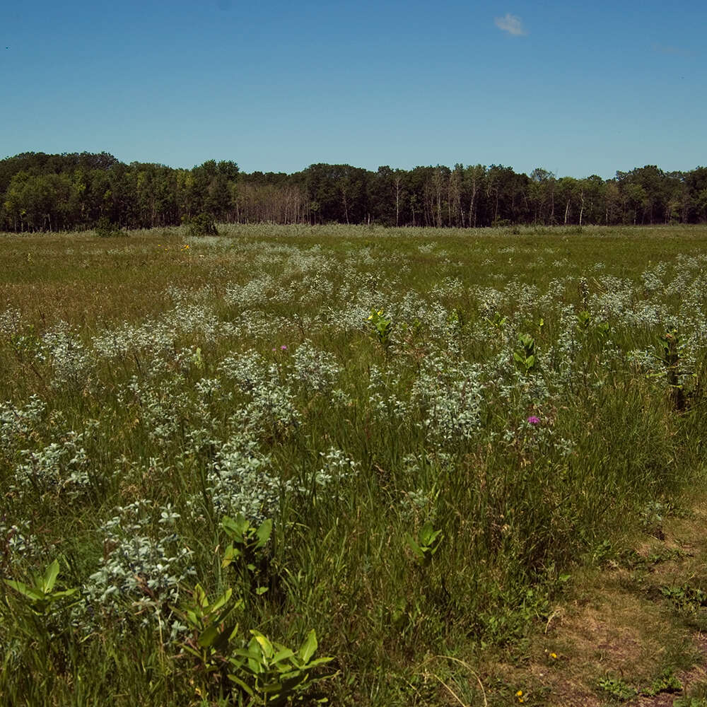 Plancia ëd Psoralea argophylla Pursh