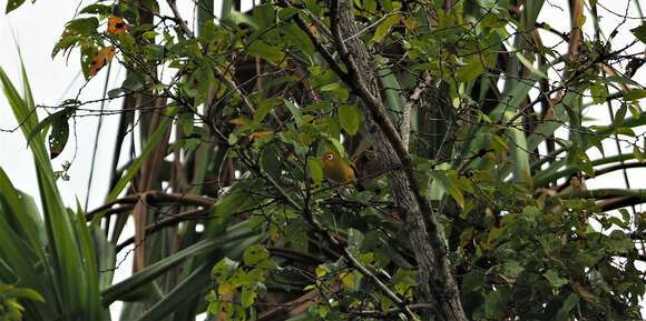 Zosterops flavissimus Hartert 1903 resmi