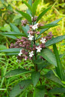 Image of Clerodendrum fortunatum L.