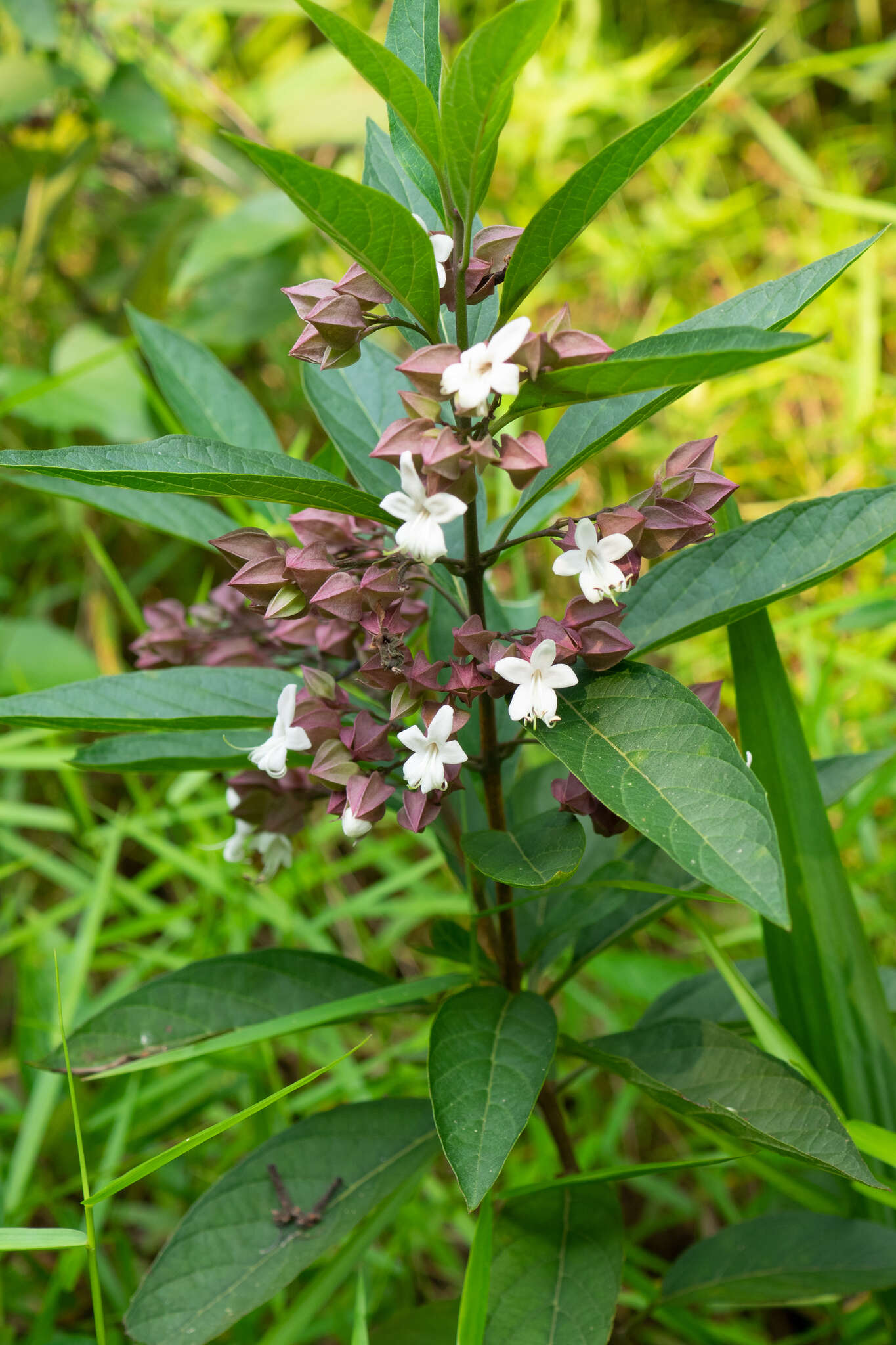 Imagem de Clerodendrum fortunatum L.