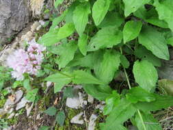 Image of Valeriana pyrenaica L.