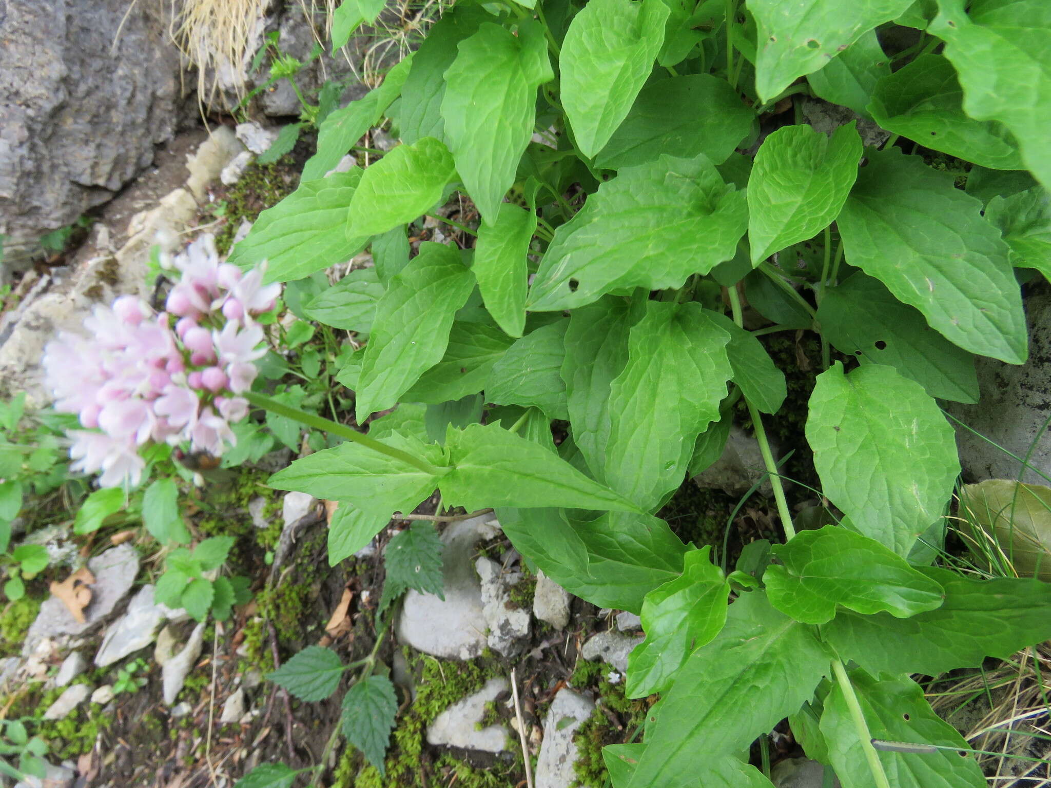 Image of Valeriana pyrenaica L.