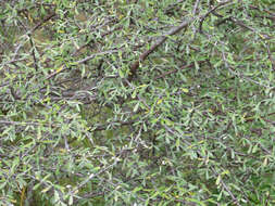 Image of Olearia odorata Petrie