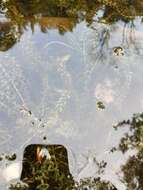 Image of American Pondweed