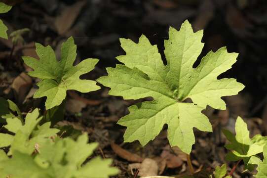 Petasites frigidus var. palmatus (Ait.) Cronq.的圖片