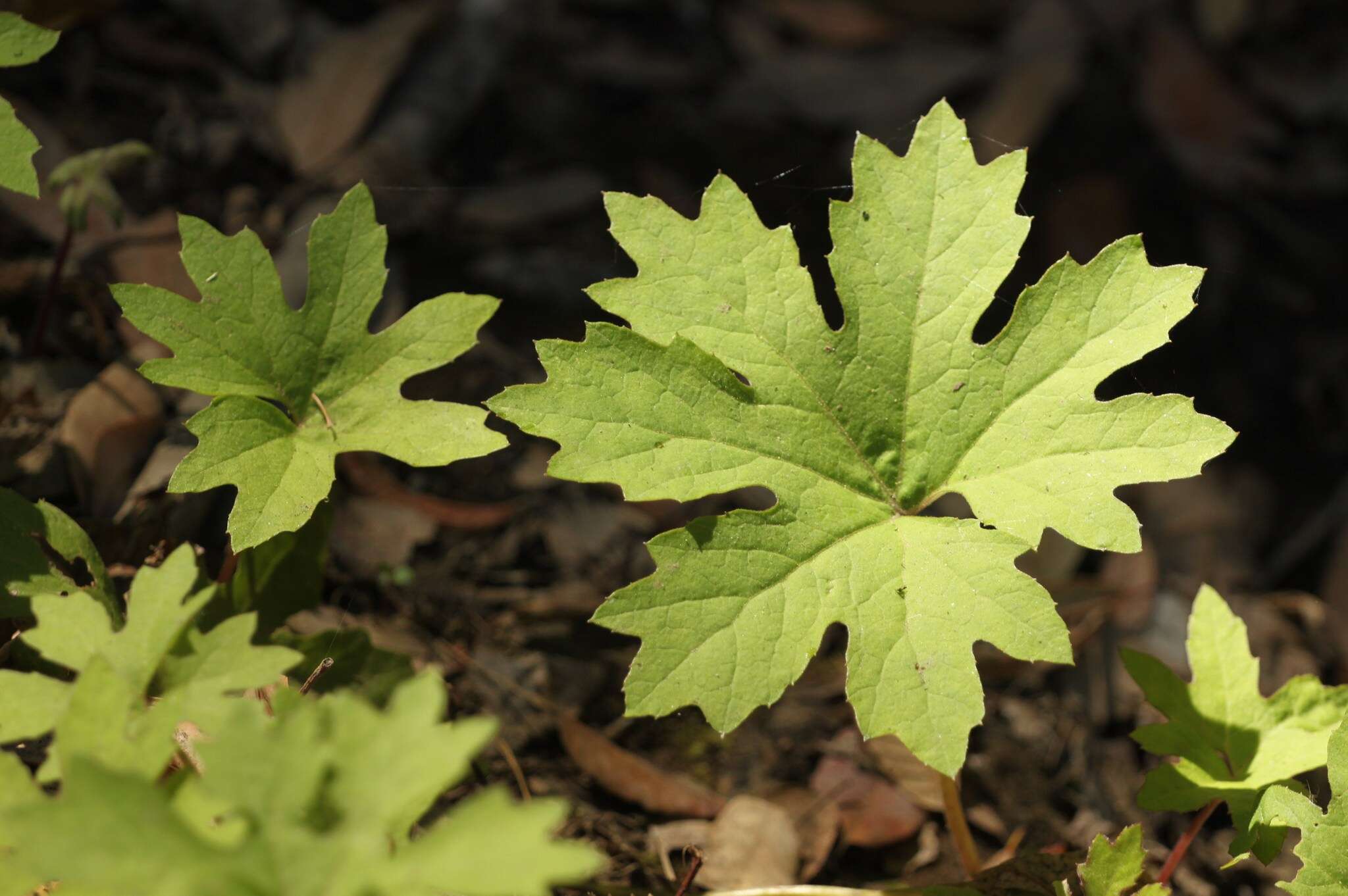 Image of arctic sweet coltsfoot