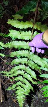 Image of Dryopteris scottii (Bedd.) Ching