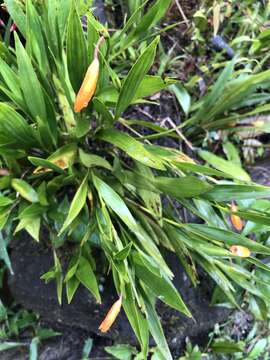 Image of Sobralia crocea (Poepp. & Endl.) Rchb. fil.